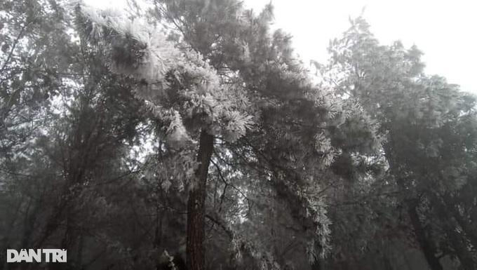 Băng tuyết phủ trắng rừng già Ý Tý (Bát Xát) trên độ cao hơn 2.000 mét.