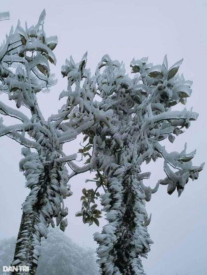 Theo Đài khí tượng thủy văn tỉnh Lào Cai, dự báo sáng mai băng tuyết sẽ tràn xuống thị xã du lịch quốc gia Sa Pa và khu du lịch Ý Tý. Hiện nay, không khí lạnh mạnh tiếp tục tràn xuống khiến nhiệt độ các địa phương trong tỉnh Lào Cai giảm thấp nhanh chóng, trời chuyển rét đậm. Thời tiết vùng thấp Lào Cai có mưa nhỏ vài nơi, vùng núi có mưa nhỏ rải rác, nhiệt độ đang giảm thấp dần. Trong ảnh: Kỳ thú hoa tuyết khổng lồ trên núi Ky Quan San