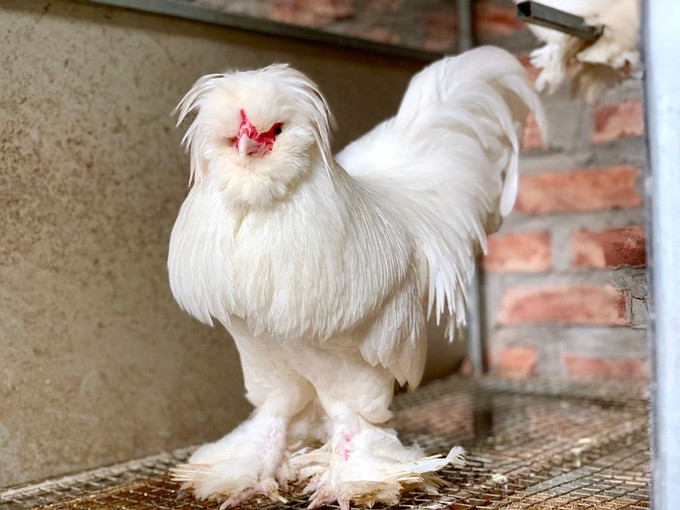 Gà Sultan có trọng lượng trung bình từ 1,3-1,7kg/con. Giá gà bố mẹ nhập về Việt Nam khoảng 20 triệu 1 bộ (1 trống, 2 mái). Giá gà con có tuổi đời 2-3 tháng khoảng 3 triệu đồng/cặp.