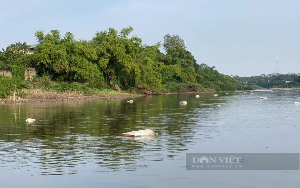 Hình ảnh hàng chục bao tải chứa xác gia súc, gia cầm chết tại một khúc sông Đáy thuộc xóm 9, xã Hòa Chính. Ảnh chụp chiều 21/11/2022: Văn Hoàng