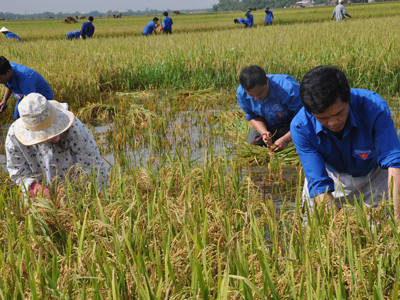 Thanh niên tình nguyện Nghệ An giúp dân thu hoạch lúa trong lũ