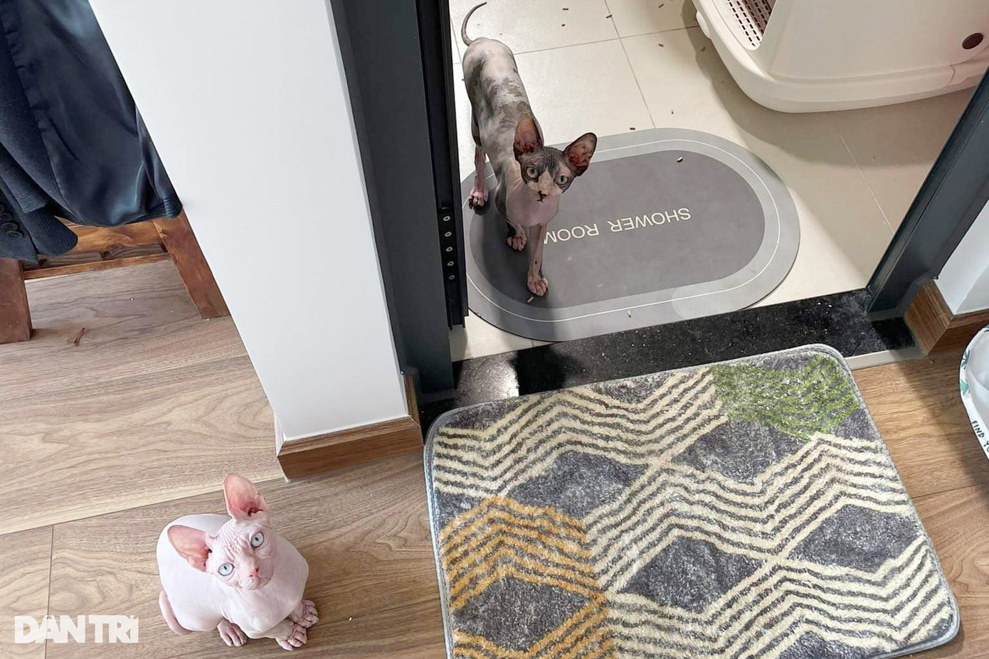 Một cư dân nuôi mèo tại chung cư Saigon Riverside Q7, gần nơi chị Lan đang sống (Ảnh: Diệp Lan).