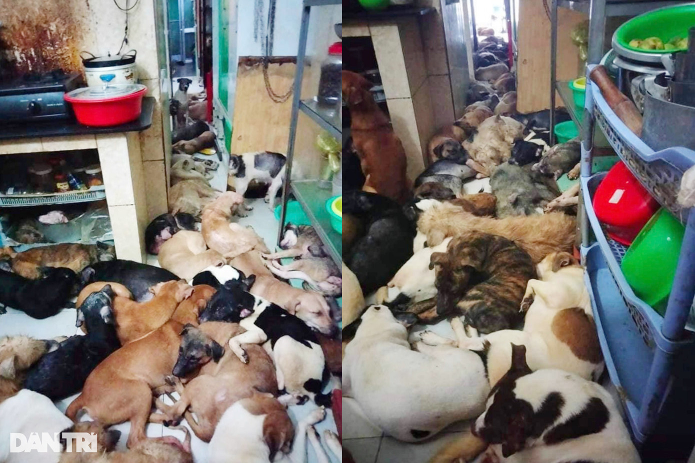 Hơn 100 con chó đang nuôi trong hộ 190 Hoàng Diệu ảnh hưởng khu dân cư (Ảnh: An Huy).