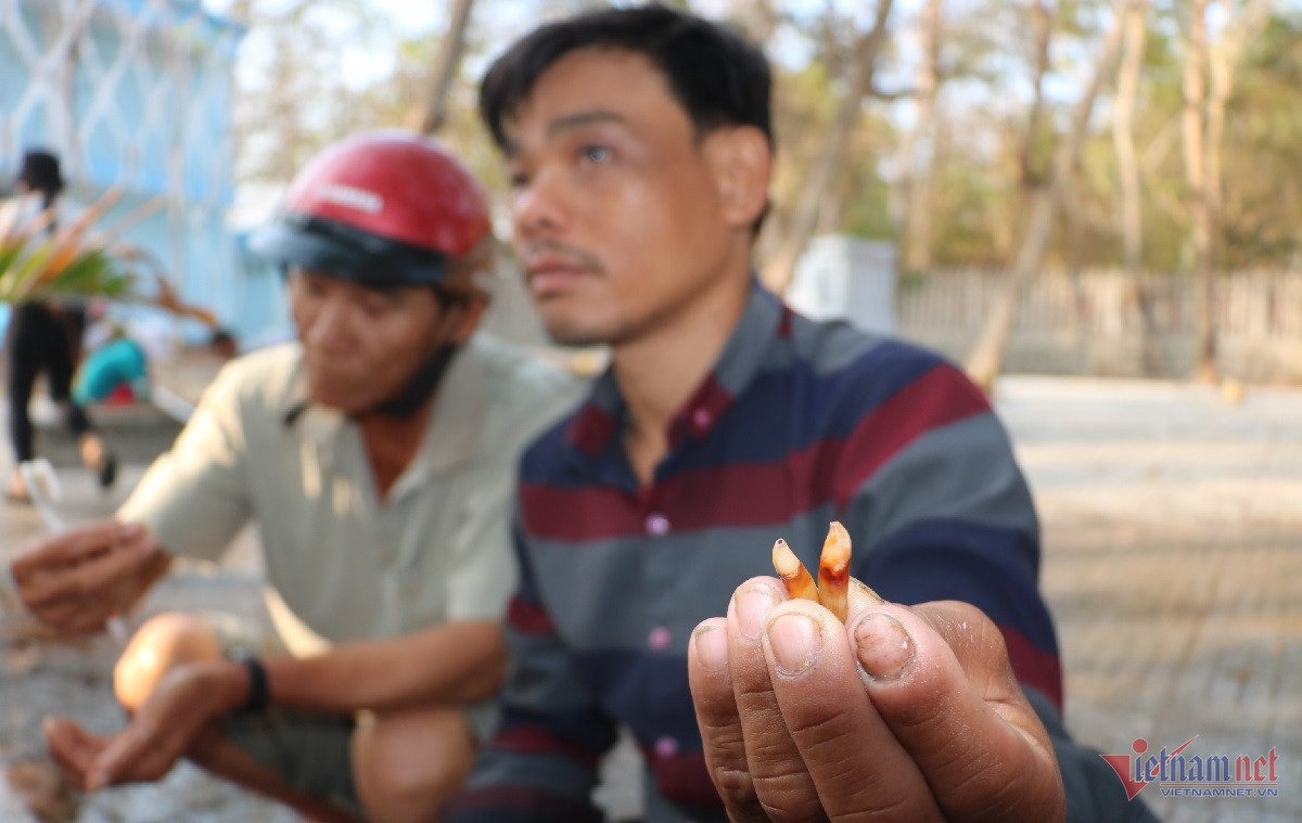 Hai cái răng "Ông" được ngư dân để lại với quan niệm đeo vào sẽ được "Ông" bảo vệ.