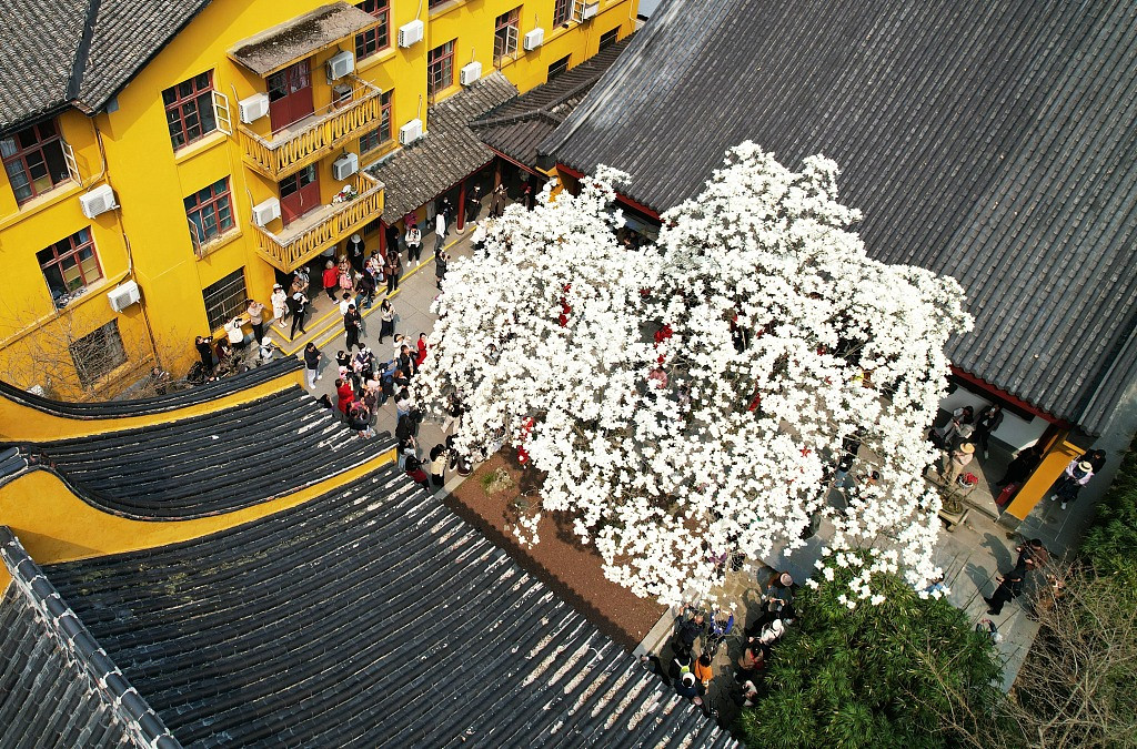 Hoa Mộc Lan tại chùa Pháp Hỷ nở muộn so với năm ngoái khoảng nửa tháng.