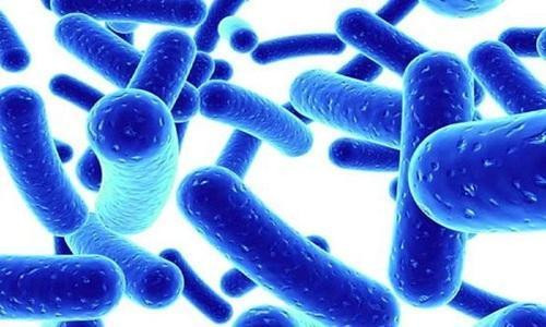 Lactobacillus acidophilus có nhiều tác dụng trong điều trị viêm nhiễm âm đạo Lactobacillus acidophilus có nhiều tác dụng trong điều trị viêm nhiễm âm đạo