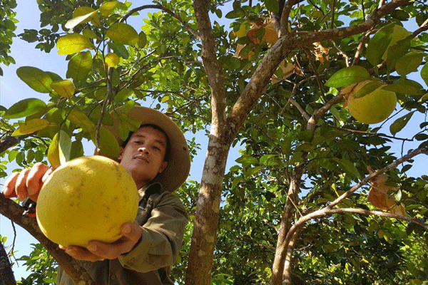 Được hỗ trợ vay vốn, người dân Hương Khê tập trung phát triển kinh tế Được hỗ trợ vay vốn, người dân Hương Khê tập trung phát triển kinh tế