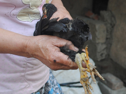 Những chú gà con cũng có nhiều cựa