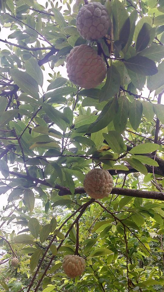 Bộ trưởng Nông nghiệp đến tận vườn mua na của người dân ảnh 2