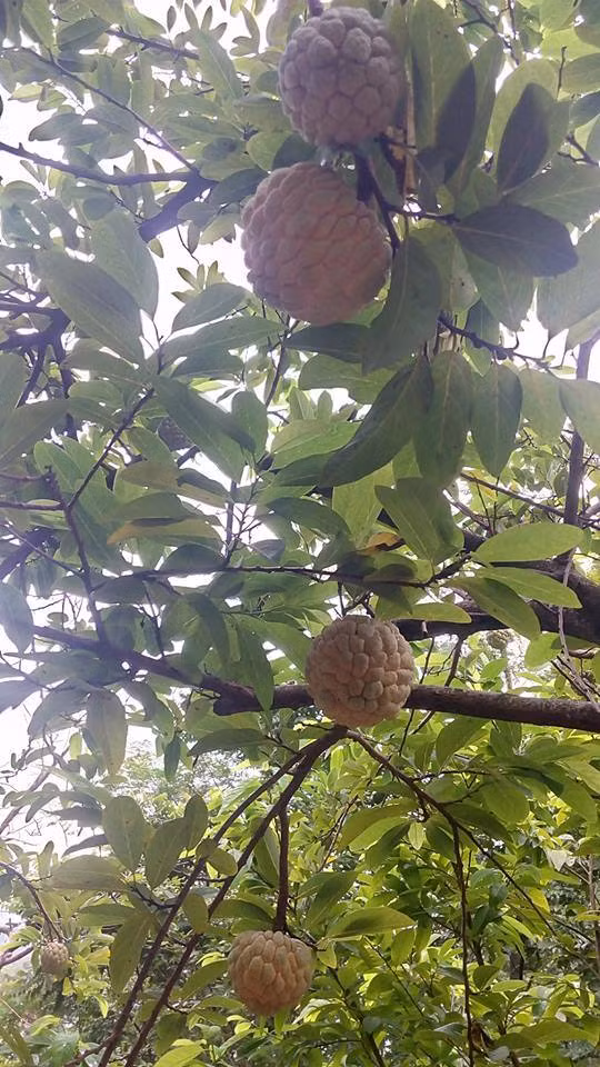 Bộ trưởng Nông nghiệp đến tận vườn mua na của người dân ảnh 2