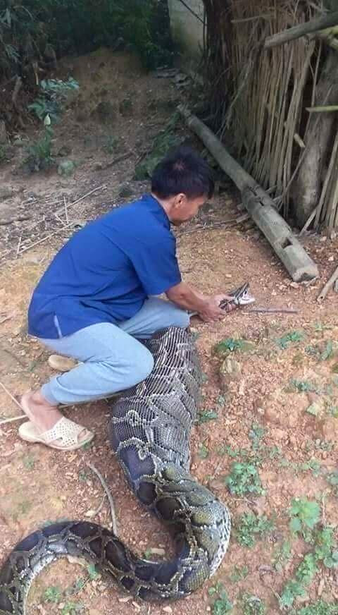 Lạng Sơn: Kinh hãi dê 15 kg bị trăn rừng nuốt trọn ảnh 1