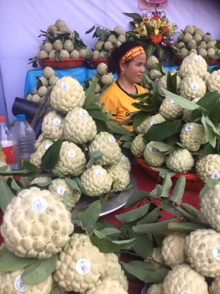 Lạng Sơn tính xuất khẩu na sang Trung Quốc ảnh 3