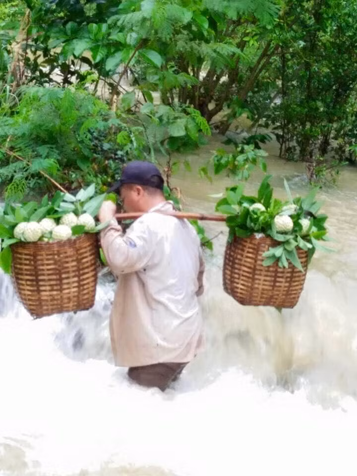 Hái na nguy hiểm trong mưa lũ ảnh 1