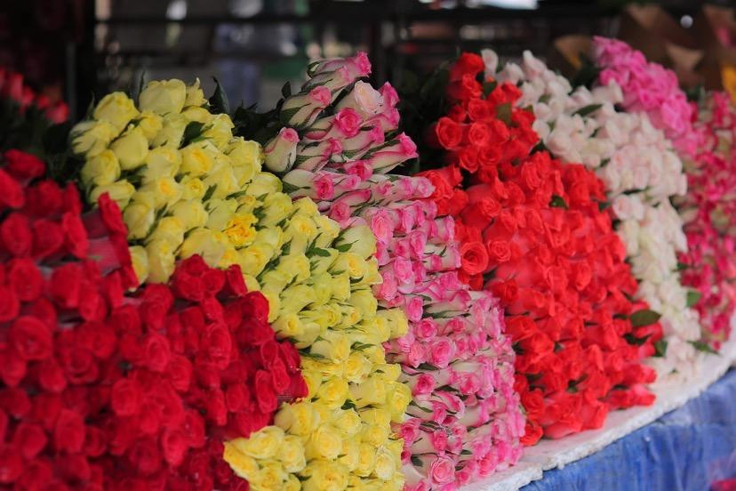 Hoa hồng tăng giá mạnh trước ngày Valentine, đắt nhất là hồng đỏ Hoa hồng tăng giá mạnh trước ngày Valentine, đắt nhất là hồng đỏ