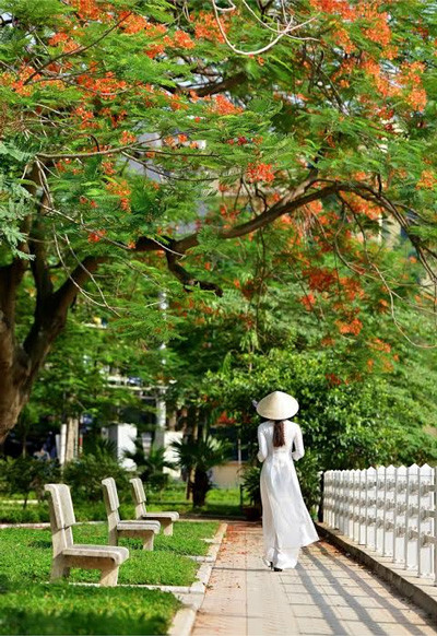 Nữ sinh Kinh tế mộng mơ bên phượng hồng rực đỏ ảnh 13