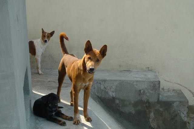 Tò mò ngắm... khách