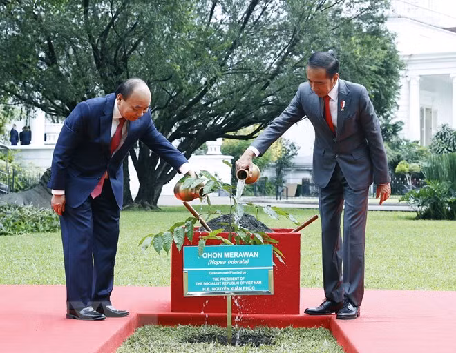 Chủ tịch nước Nguyễn Xuân Phúc và Tổng thống nước Cộng hòa Indonesia Joko Widodo trồng cây lưu niệm. (Ảnh: Thống Nhất/TTXVN).