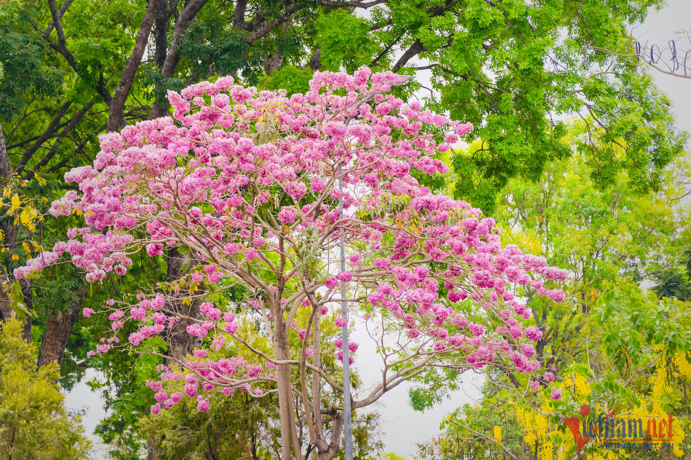 Giới trẻ, du khách ví von con đường này là “phố Nhật” tại Đồng Nai.