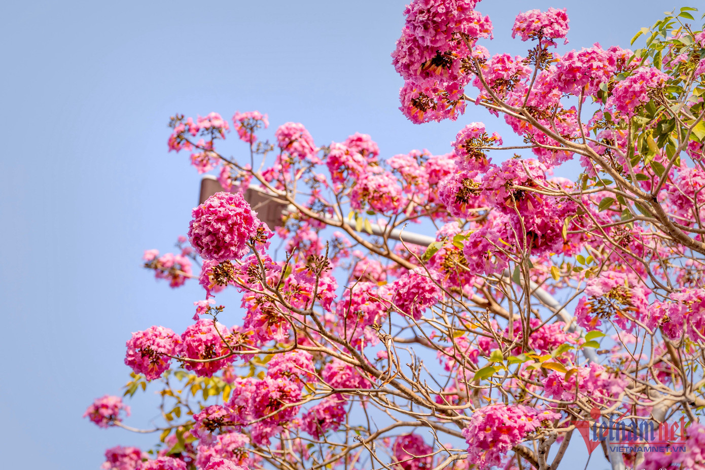 Mỗi chùm kèn hồng từ 10-20 bông.