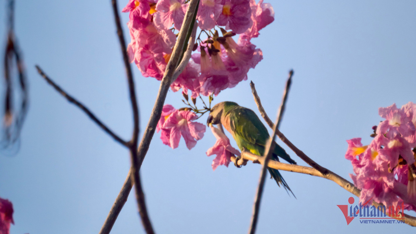 Chú chim cũng khoe mình cùng loài hoa này vào mùa nở rộ.