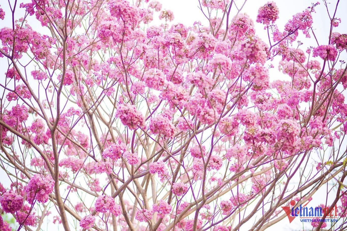 Giới trẻ, du khách ví von con đường này là “phố Nhật” tại Đồng Nai.