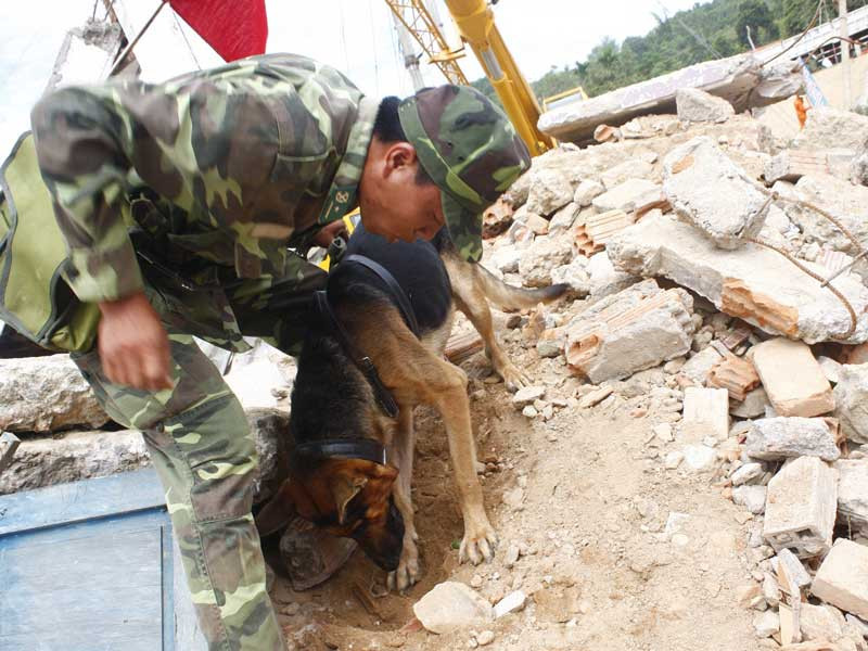 Chó nghiệp vụ tìm kiếm người mất tích trong đống đổ nát . Chó nghiệp vụ tìm kiếm người mất tích trong đống đổ nát