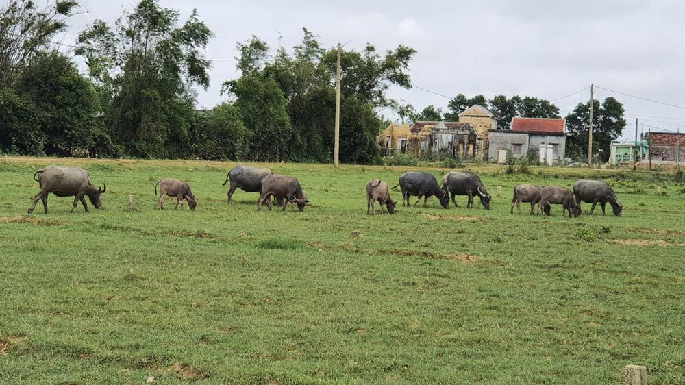 Việc phớt lờ đầu tư hạ tầng kỹ thuật khu đất trước khi tổ chức bán đấu giá là "làm ngược" quy định của UBND tỉnh TT-Huế Việc phớt lờ đầu tư hạ tầng kỹ thuật khu đất trước khi tổ chức bán đấu giá là "làm ngược" quy định của UBND tỉnh TT-Huế