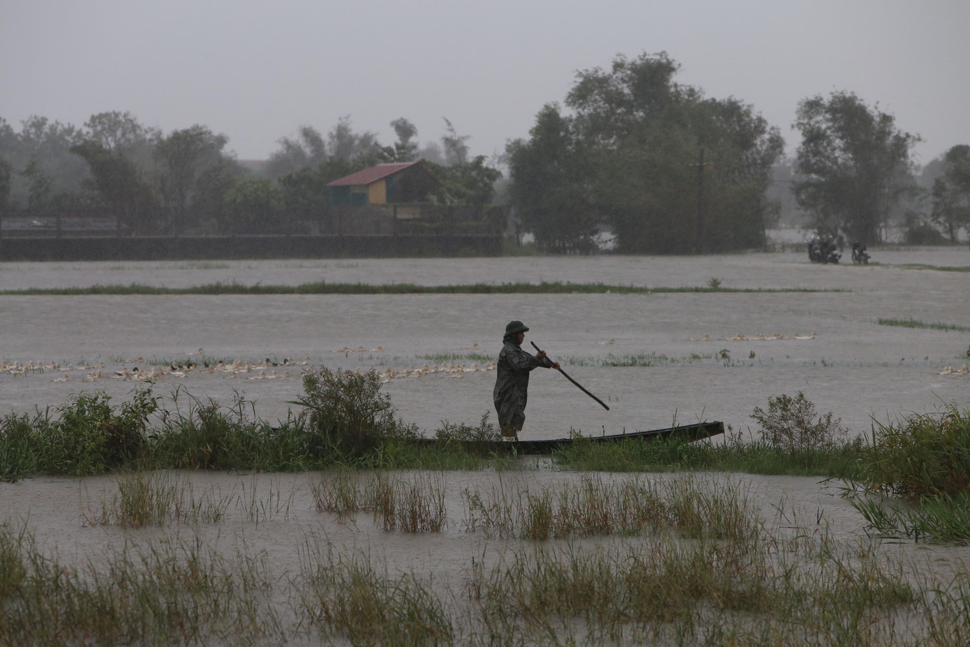 Một người dân chèo đò lùa vịt giữa trời mưa tầm tã tại huyện Quảng Ninh - Quảng Bình