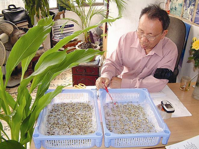 TS Phan Quốc Kinh đang quan sát hạt súp lơ xanh nảy mầm TS Phan Quốc Kinh đang quan sát hạt súp lơ xanh nảy mầm