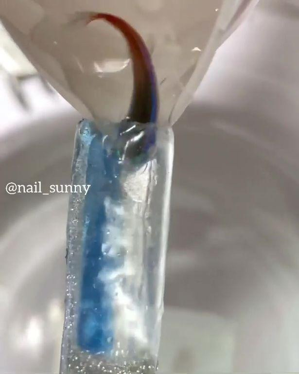 Chú cá vẫn còn sống được đưa vào móng tay. Ảnh: Jam Press/@ nail_sunny Chú cá vẫn còn sống được đưa vào móng tay. Ảnh: Jam Press/@ nail_sunny