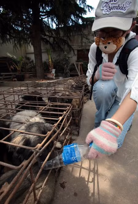 Chăm sóc những chú chó tội nghiệp