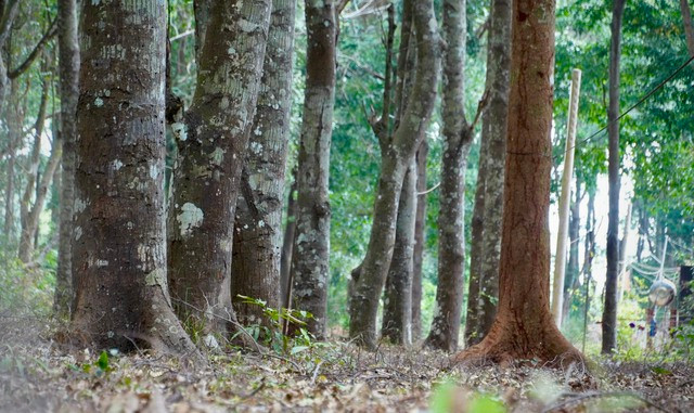 Khu rừng nằm trên tuyến đường Xuân Sơn - Đá Bạc, với tổng diện tích khoảng 360ha, được tạo nên bởi nhiều loại cây gỗ quý như muồng đen, gõ đỏ, dầu… nhưng chủ yếu vẫn là cây sao với kích thước và độ tuổi khác nhau.