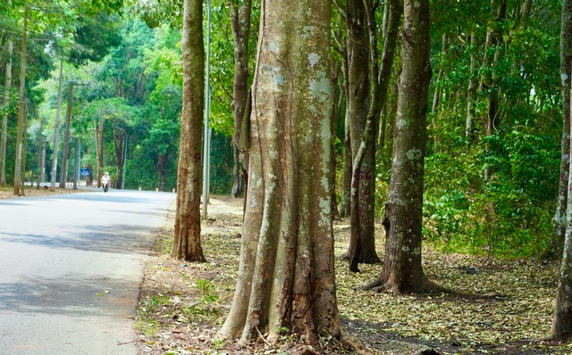 Dọc tuyến đường, dễ dàng bắt gặp các loại cây gỗ quý, thân lớn, thẳng tắp, tán rộng.