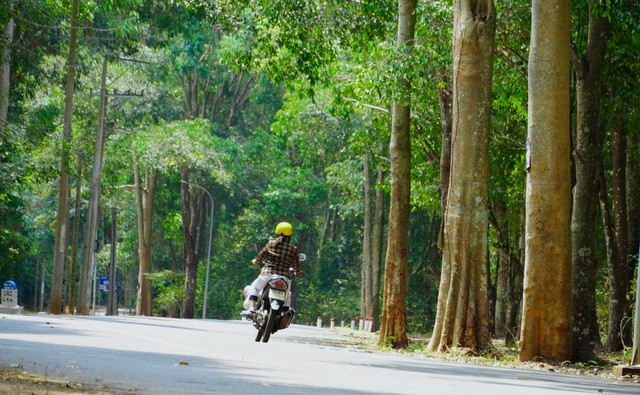 Sau hơn 40 năm được trồng, đây được đánh giá là khu rừng còn khá nguyên vẹn nhất của tỉnh Bà Rịa- Vũng Tàu và được bảo vệ nghiêm ngặt.