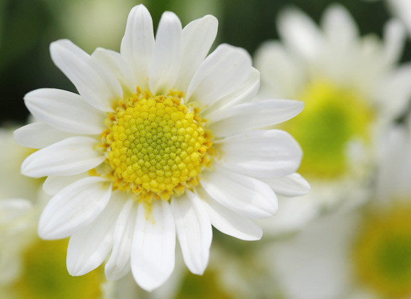  Có nhà vườn cố trồng sớm hơn nhưng đúng đến thời điểm đó, hoa mới nở