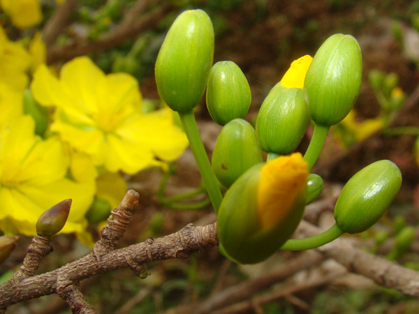 Những cây mai càng có nhiều nụ sắp nở, càng được hét giá cao