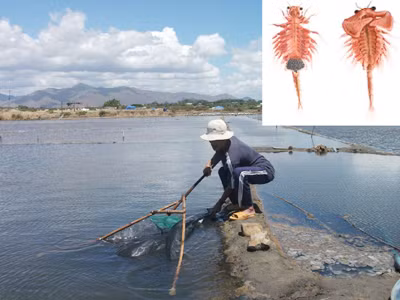 Thu hoạch artemia ở đồng muối Chí Công (Bình Thuận)	Ảnh: M.C Ảnh nhỏ: Artemia cái (trái) và đực (phải) Ảnh: Zabudo