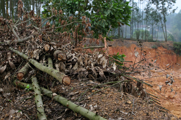 Ảnh tàn phá di tích Đền Hùng ảnh 3