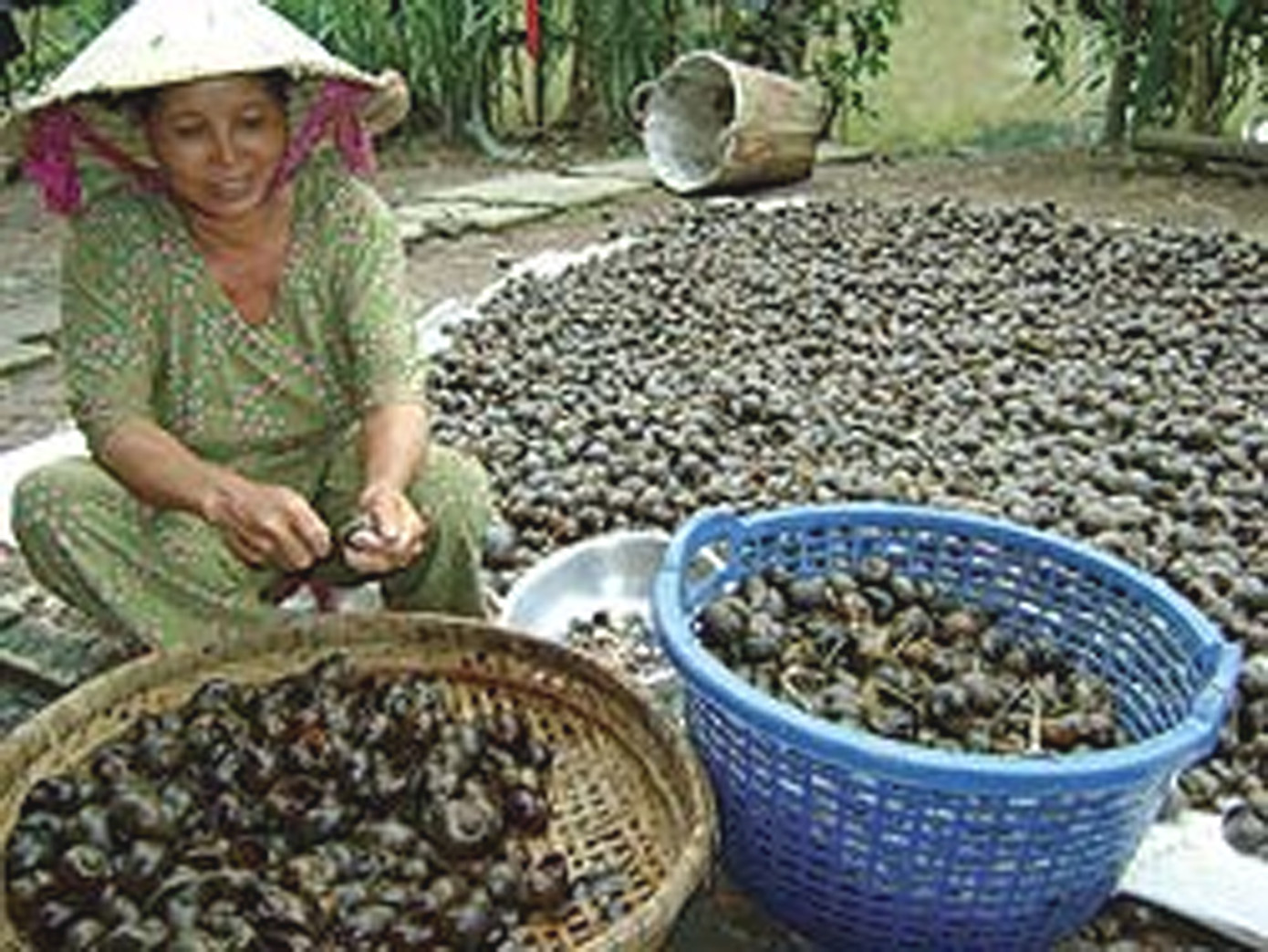 Ốc bươu vàng đã lan tràn ở ĐBSCL và nhiều vùng khác trong cả nước. ảnh: T.Dũng (Thanh Niên)