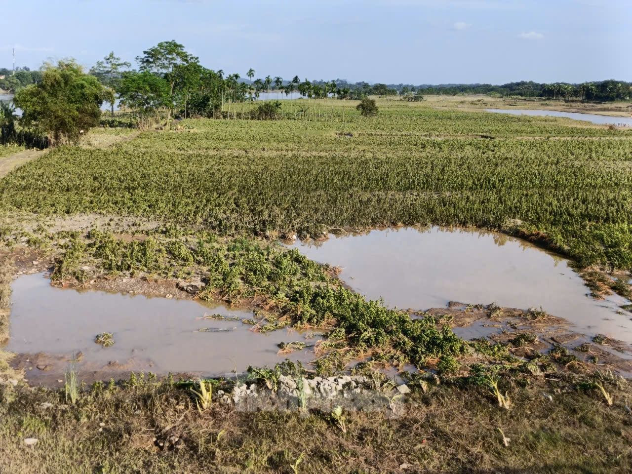 Theo thống kê của UBND tỉnh Yên Bái, tính riêng ngành nông nghiệp, tổng diện tích cây trồng bị thiệt hại, ảnh hưởng 5.400 ha; 123.000 con gia súc, gia cầm bị chết; 355 ha diện tích nuôi cá truyền thống bị lũ tràn qua và vỡ bờ...