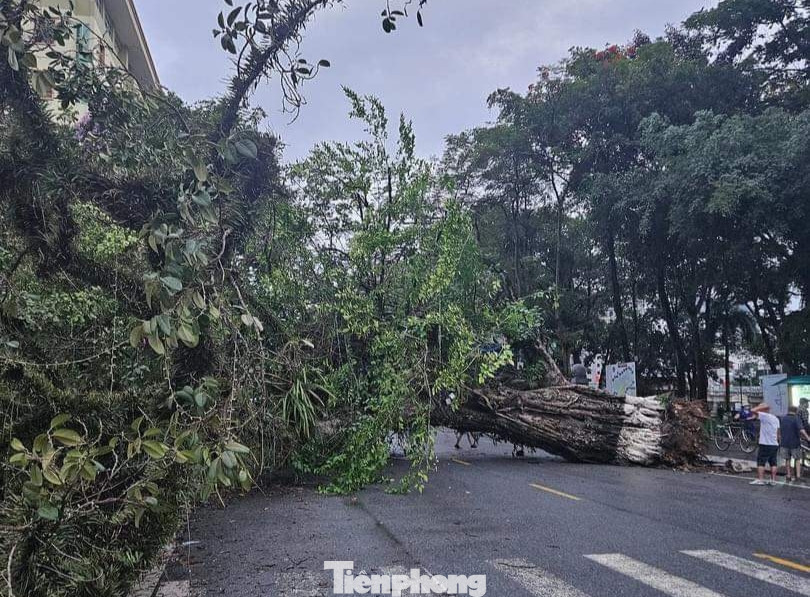 Sau trận mưa bão kéo dài, cây đa hơn 100 tuổi bị bật gốc, đổ xuống đường.