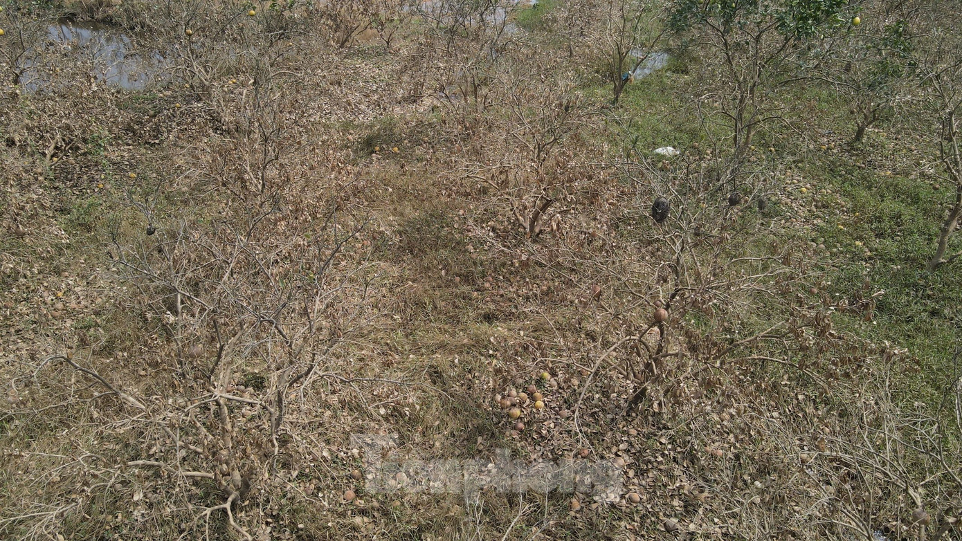 Hàng trăm hecta bưởi tan hoang, người dân trắng tay sau mưa lũ.