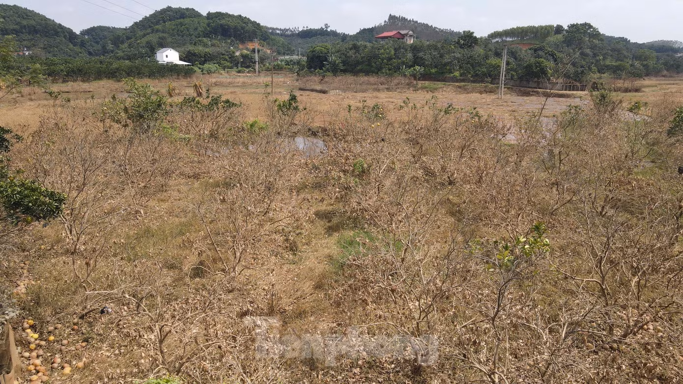 Vùng trồng bưởi Đại Minh, xã Đại Minh, huyện Yên Bình, tỉnh Yên Bái được mệnh danh là bưởi “tiến Vua”, mỗi năm mang về hàng chục tỷ đồng cho người dân địa phương.