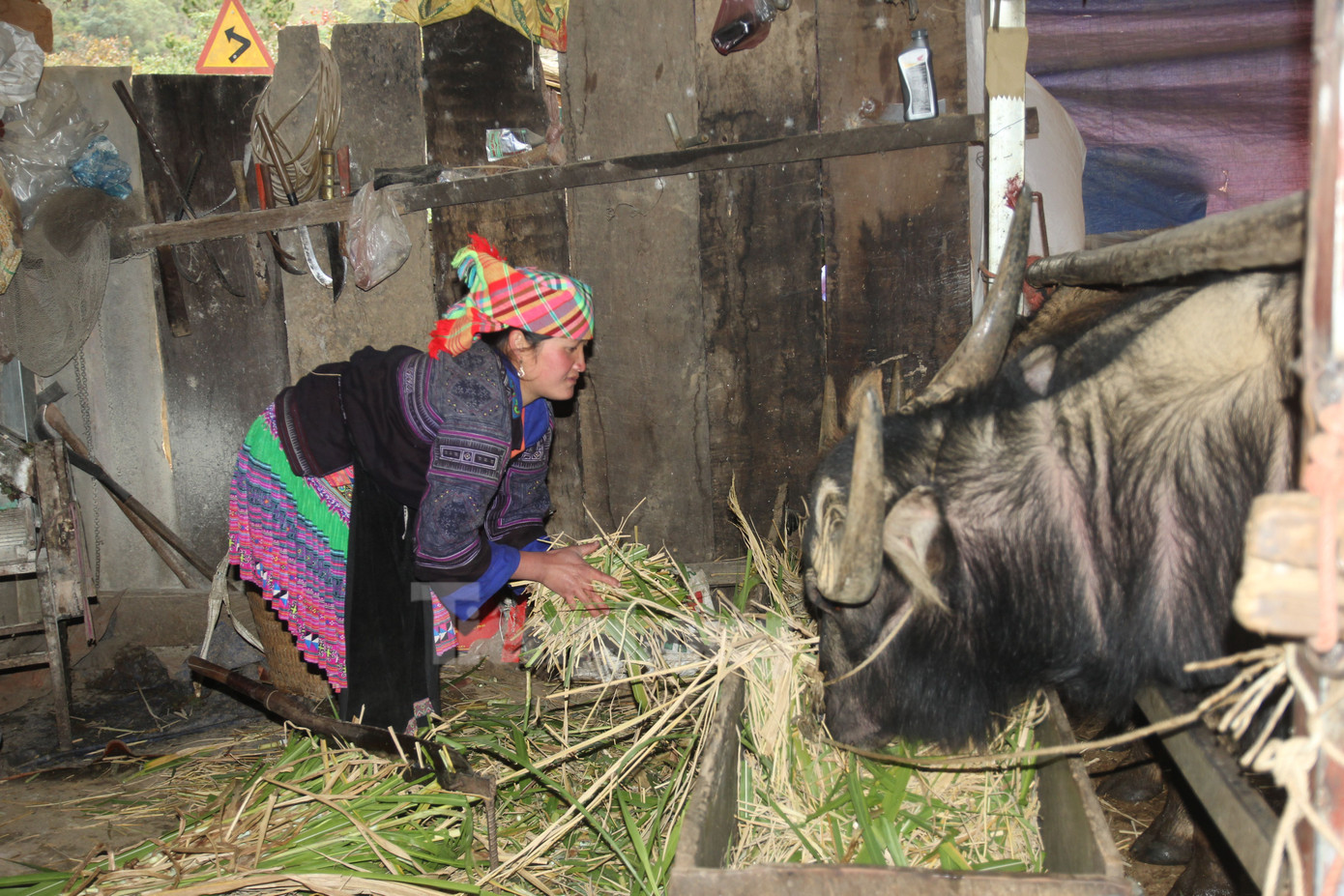 Chủ động dự trữ đầy đủ thức ăn khô, tươi để cho đàn trâu, bò ăn trong chuồng tránh rét.