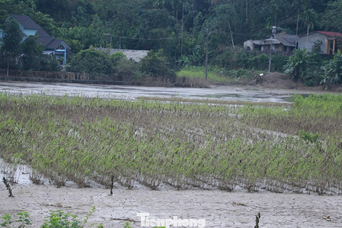 Bà Nguyễn Thị Lan (ở thôn Lan Đình, xã Việt Thành) cho biết nhà có 6 sào trồng dâu thì gần như ngập hết, giờ cố gắng chăm sóc những vườn vẫn còn sống hy vọng có thể cứu vãn được cây dâu.