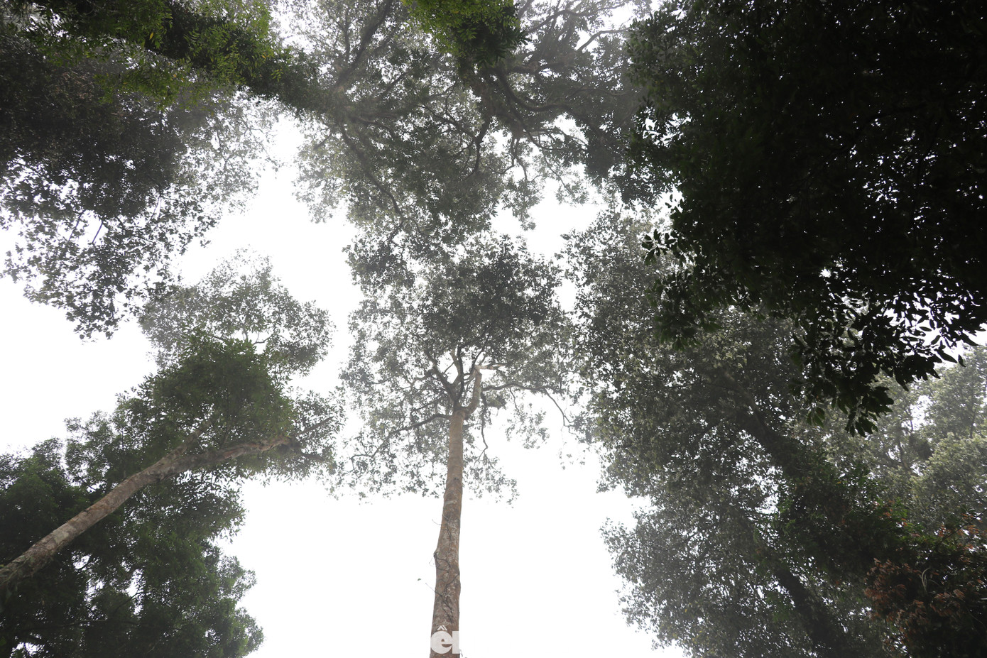 Yên Bái phấn đấu cấp chứng chỉ rừng bền vững cho 22.550 ha trong năm 2024.