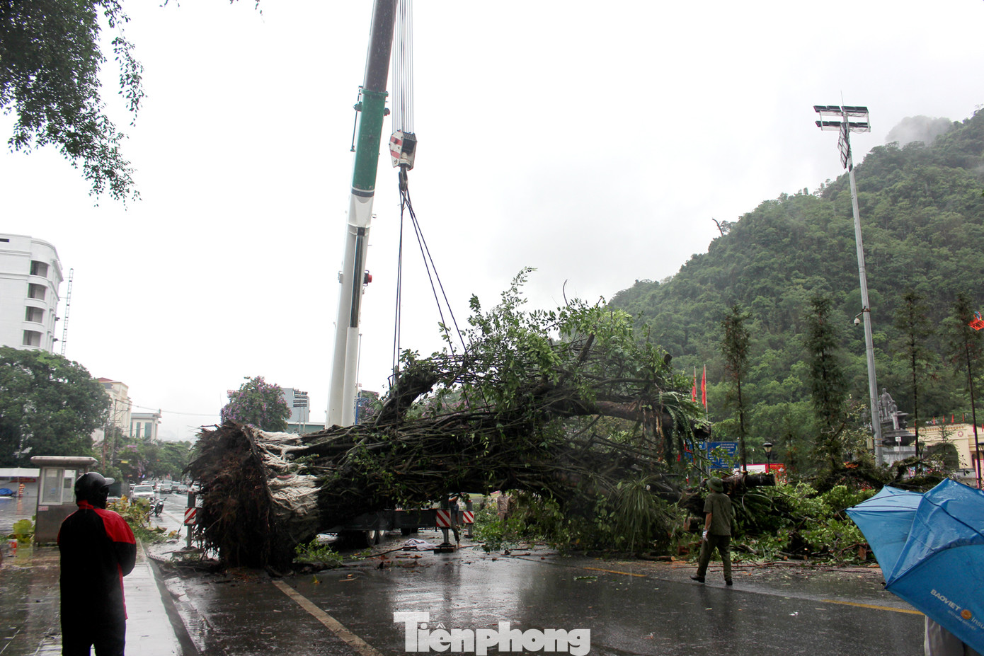 Đến sáng 9/5, lực lượng chức năng tiến hành cắt tỉa cành và sử dụng xe cẩu lớn di chuyển cây đến địa điểm mới để trồng.