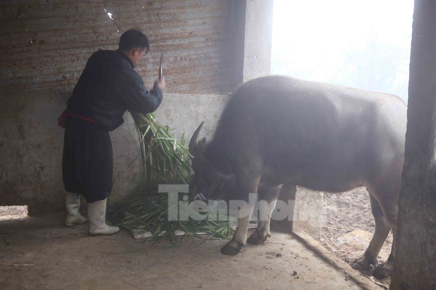 Gia đình chị Pàng ngoài việc dùng bạt quây kín nơi nhốt trâu, còn chủ động cắt cỏ, bổ sung thức ăn tinh để tăng sức đề kháng cho trâu.