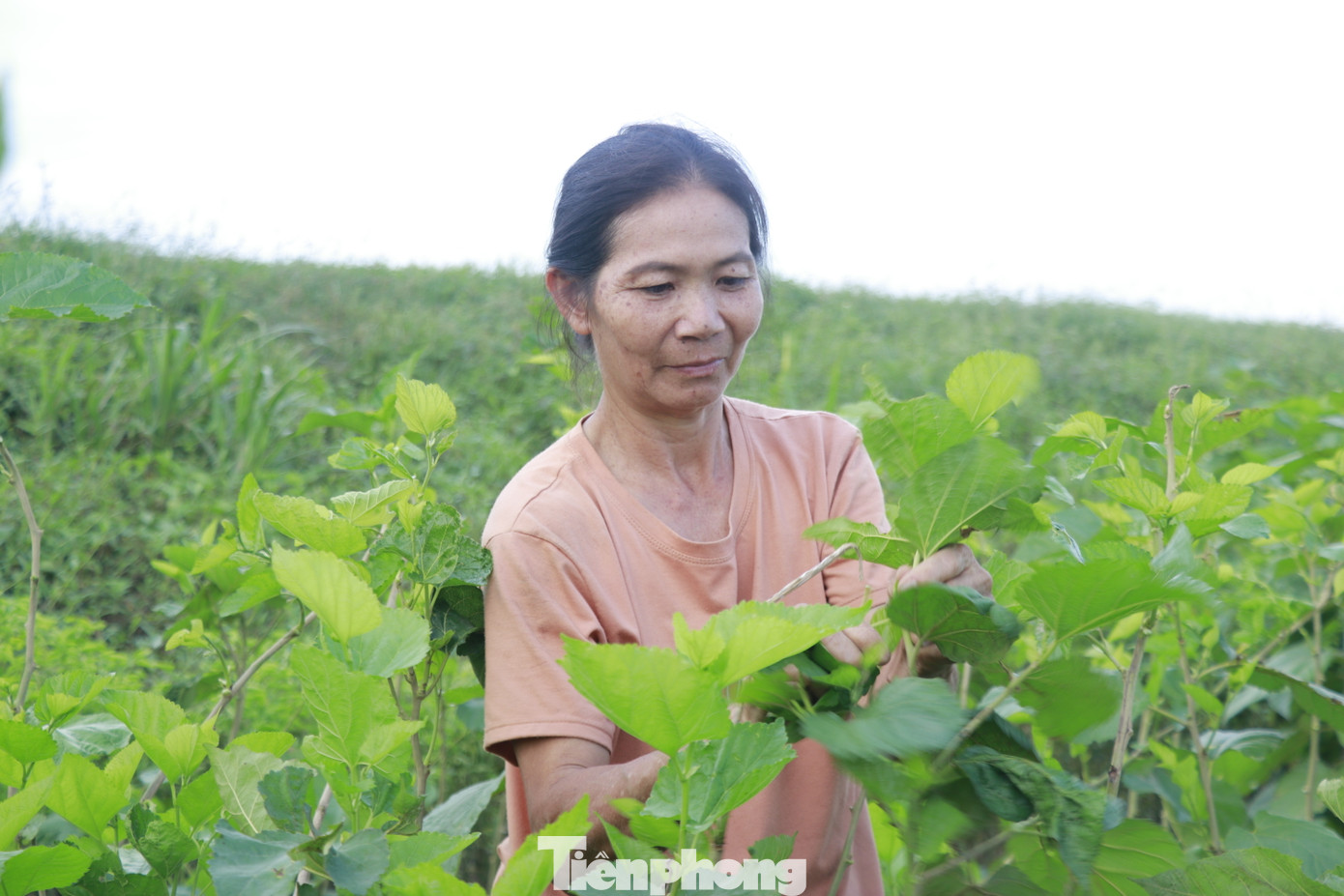 Đối với những diện tích dâu đang bị úng ngập, có khả năng hồi phục, người dân đang tiến hành khơi rãnh giữa các luống để tăng cường thoát nước ngập, chặt ngọn, tỉa bỏ lá dính bùn đất để nuôi ngọn non.