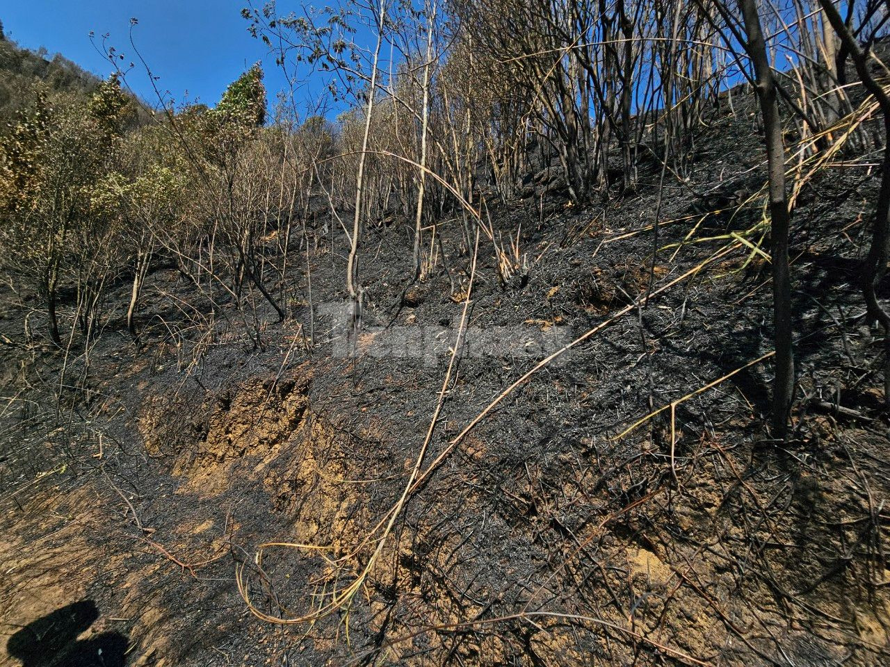 Theo chân lực lượng chức năng, PV ghi nhận các mảnh rừng tái sinh cháy rụi lớp thảm thực bì.